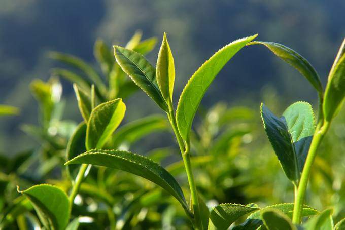 茶树在幼年期会发生什么变化，变化时会有哪些特点表现出来