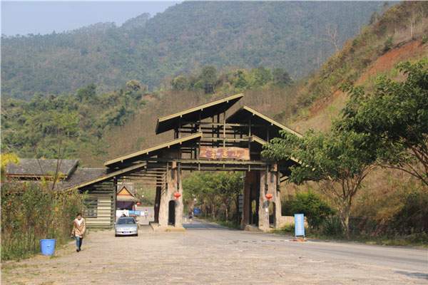 景迈古茶山：云南所有古茶园中连片面积最大、最壮观的古茶园