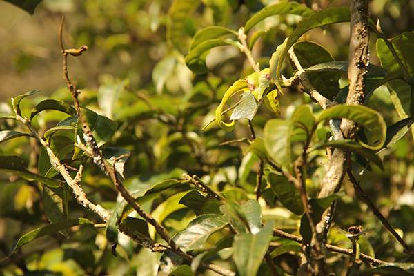 古茶园面积在勐海居首位的南糯山，普洱茶产量究竟有多少？
